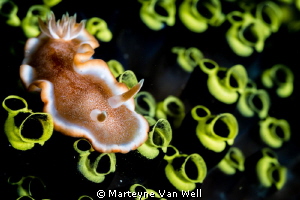 Glossodoris rufomarginata on tunicates at dive site Bethl... by Marteyne Van Well 